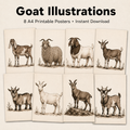 Goat Illustrations